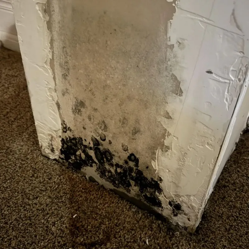 Professional Mold Removal in Harbor, OR